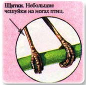 Пуховое перо 